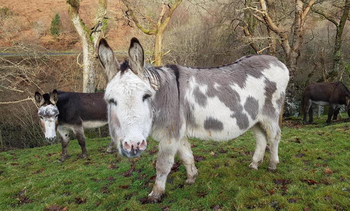 Spot , star of S4C Cei Bach children's series and Chico , AKA Seaside Donkey famous for his mammoth trek around Wales and the book written about it